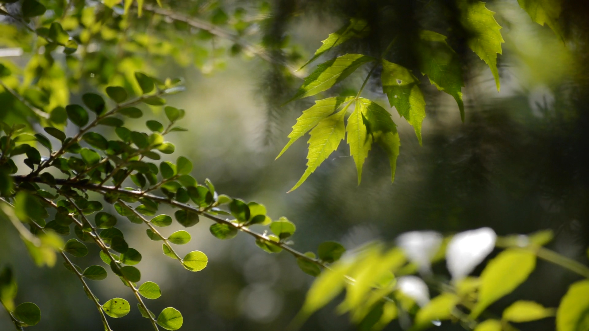 Leaves moving in the wind04_1080p_25fps_50mbps_60sec_LOOP_335026.mp4.00_02_53_10.Still001